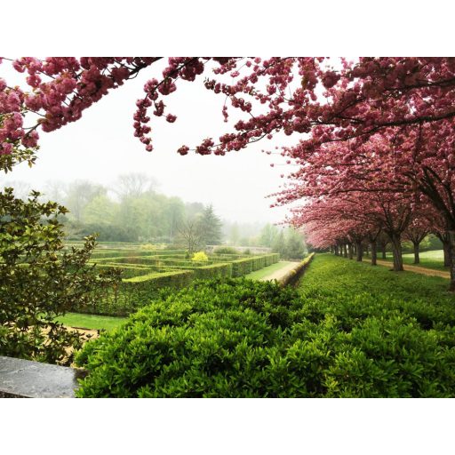 Francia kert ihlette finom metszésű virágok rózsák fehér fekete tapéta