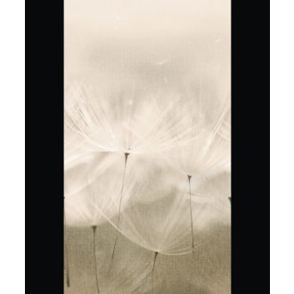   Makrofotó részletességű monokróm óriás méretű pitypangok kompozíciója krém pezsgő és homokszín tónus falpanel