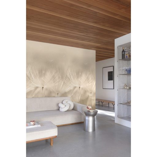 Makrofotó részletességű monokróm óriás méretű pitypangok kompozíciója krém pezsgő és homokszín tónus falpanel