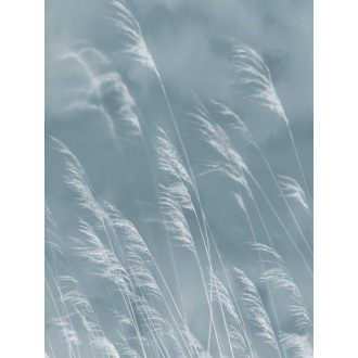   Eijffinger Waterfront 300902 Natur Skandináv szélben lengedező nádszálak pasztell kék krémfehér falpanel