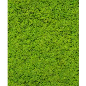   Már nem csak a fák északi oldalán! Mohával benőtt/borított 3D fal zöld és antracit tónus tapéta