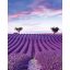 Provánszi tájkép hullámzó levendula sorokkal - elképesztő panoráma élénk lila pasztell rózsaszín és lágy kék tónus falpanel
