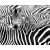 Valósághű egyedülálló zebramotívum lenyűgöző és határozott csíkokkal "L" méret fekete és fehér tónus falikép