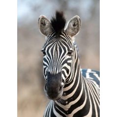   Hűséges tekintetű könnyen gondozható zebra fekete és fehér tónus "S" méret falpanel