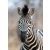 Hűséges tekintetű könnyen gondozható zebra fekete és fehér tónus "S" méret falpanel