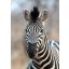Hűséges tekintetű könnyen gondozható zebra fekete és fehér tónus "S" méret falpanel