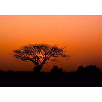   Varázslatos naplemente az érintetlen afrikai szavannán "L" méret vörös aranysárga és fekete tónus falpanel