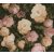 As-Creation History of Art 37650-1 Virágvarázs virágos díszítőminta fekete zöld rózsaszín barna tapéta