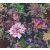 As-Creation Dream Flowery 38175-6 Virágos buja virágmotívum liliomokkal fekete lila zöld szines tapéta