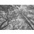 AS-Creation Metropolitan Stories the Wall 38240-1 Natur Perspektívikus erdő megjelenítés fehér fekete falpanel