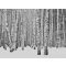AS-Creation Metropolitan Stories the Wall 38259-1 Natur Téli nyírfaerdő fehér szürke fekete falpanel