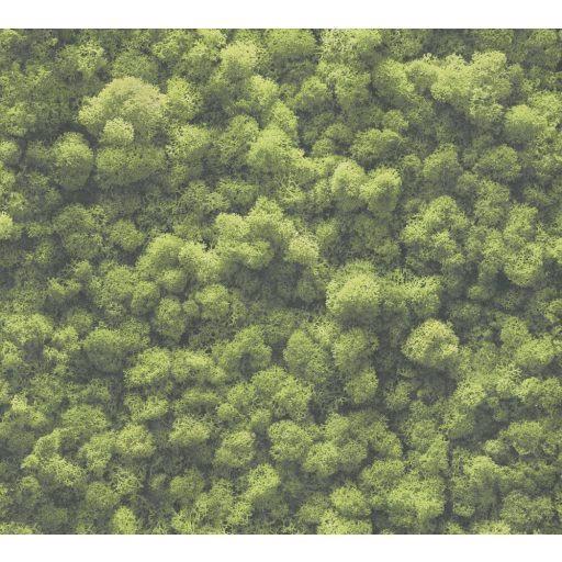 Háromdimenziós megjelenésű természetes mohával borított fal zöld és sötétzöld tónusok tapéta