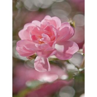 Komar Bouquet 4-713 poszter