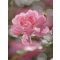 Komar Bouquet 4-713 poszter
