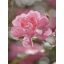 Komar Bouquet 4-713 poszter