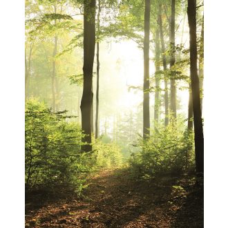   Marburg Smart Art Easy 47221 Natur Fantasy erdő zöld barna sárga fehér falpanel