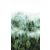 Marburg Smart Art Easy 47267 Natur ködbe burkolozó titokzatos fenyőerdő fehér zöld árnyalatok falpanel