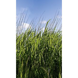   Marburg Smart Art Easy 47272 Natur Botanikus Réti füvek kék és zöld árnyalatok fehér fekete falpanel