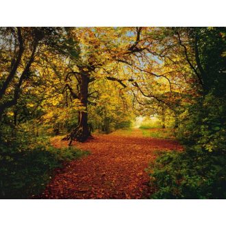Komar Autumn Forest 8-068 poszter