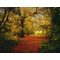 Komar Autumn Forest 8-068 poszter