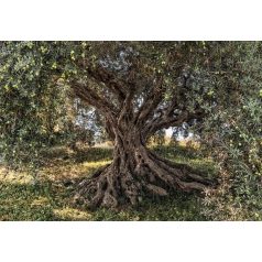 Komar National Geographic Olive Tree 8-531  poszter