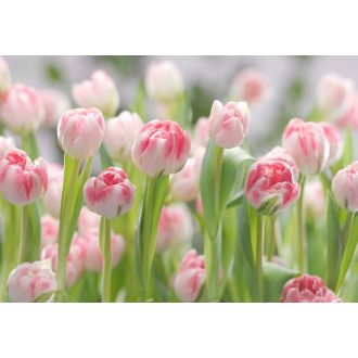 Komar Secret Garden 8-708 poszter