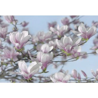 Komar Magnolia 8-738 poszter