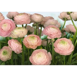 Komar Gentle Rose 8-894 poszter
