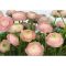 Komar Gentle Rose 8-894 poszter