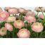 Komar Gentle Rose 8-894 poszter