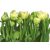 Tulips 8-900 poszter