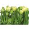 Tulips 8-900 poszter