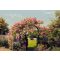 Komar 8-936 Rose Garden poszter