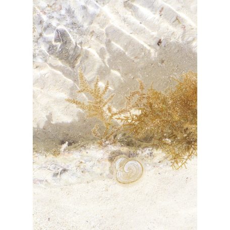 Casadeco Rivage 84251526 PANORAMIQUE ZANZIBAR Natur Mélytengeri élővilág korallok csigák krém bézs barna szürke sárga falpanel