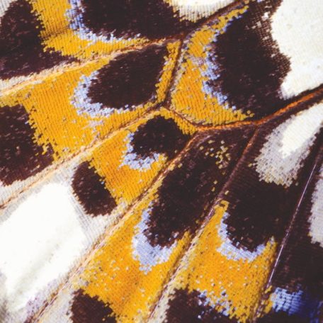 Pillangó szárnyának lenyűgöző részletei fehér kék sárga lila fekete falpanel