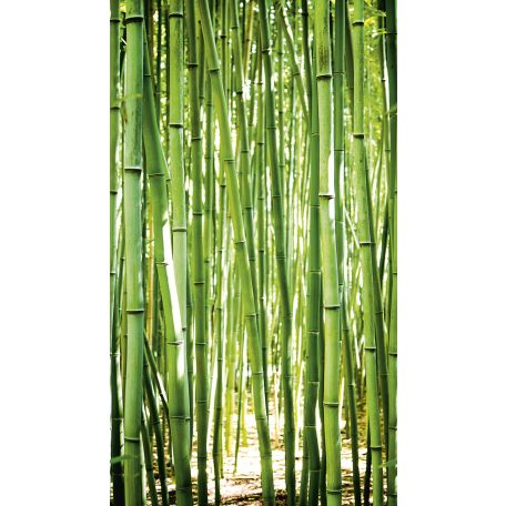 Frissen zöldellő bambuszliget zöld fehér és sárga tónus falpanel/digitális nyomat