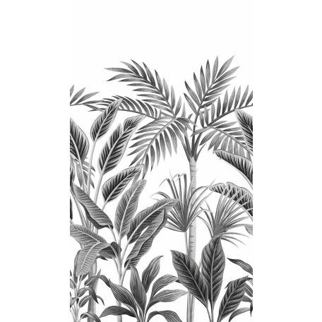 Trópusi pálmák monokróm megjelenítésben fehér szürke és fekete tónus falpanel/digitális nyomat