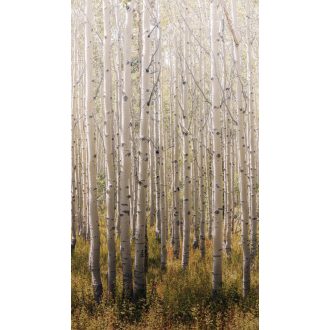   Ikonikus nyírfaliget erdei természeti kép fehér szürke fekete zöld és sárga tónus falpanel/gigitális nyomat
