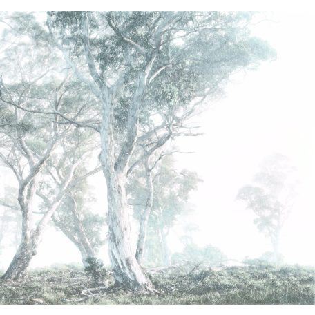 Misztikus és titokzatos öreg fák ködfátyolban ködfehér zöld kék szürke és bézs tónusok falpanel/digitális nyomat