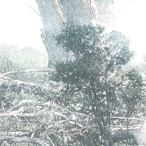 Misztikus és titokzatos öreg fák ködfátyolban ködfehér zöld kék szürke és bézs tónusok falpanel/digitális nyomat