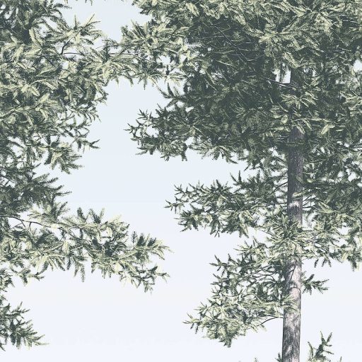 Sudár magas fenyők majdnem az égig érnek pasztellkék szürke fehér és zöld tónusok falpanel/digitális nyomat