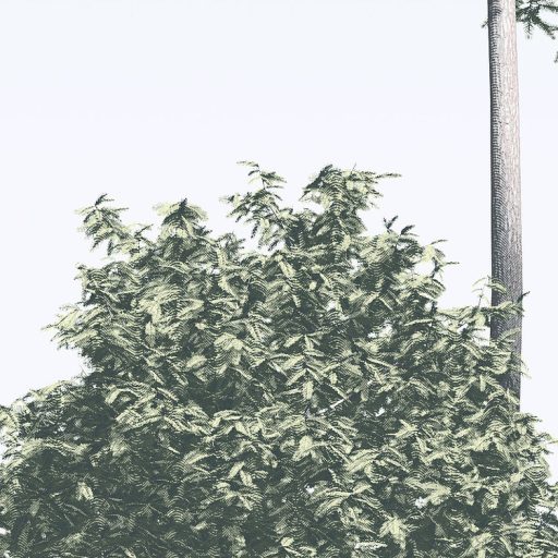 Sudár magas fenyők majdnem az égig érnek pasztellkék szürke fehér és zöld tónusok falpanel/digitális nyomat