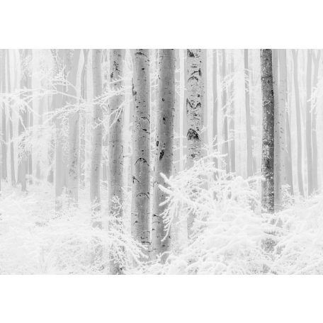 Lenyűgöző szépségű téli erdő plasztikus ábrázolása hófehér szürke és fekete tónus falpanel/digitális nyomat