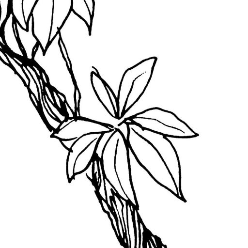 Egy Tarzan képregényre emlékeztető modern grafikus monokróm dzsungel minta fehér és fekete tónus falpanel/digitális nyomat