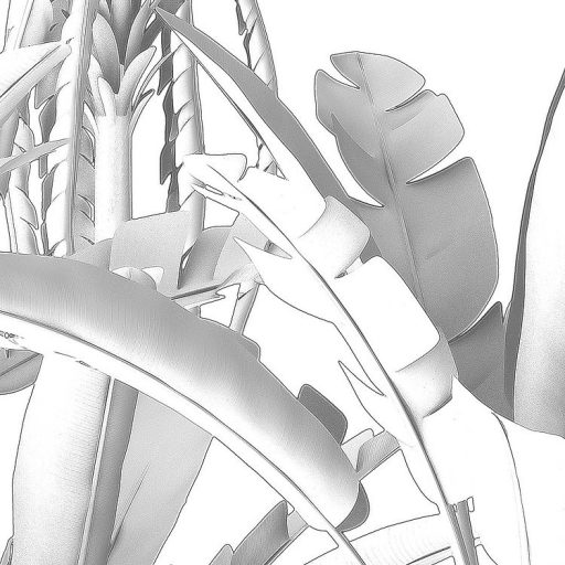 Egzotikus trópusi növények plasztikus monokróm megjelenítésben fehér szürke és sötétszürke tónusok falpanel/digitális nyomat