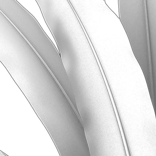 Egzotikus trópusi növények plasztikus monokróm megjelenítésben fehér szürke és sötétszürke tónusok falpanel/digitális nyomat