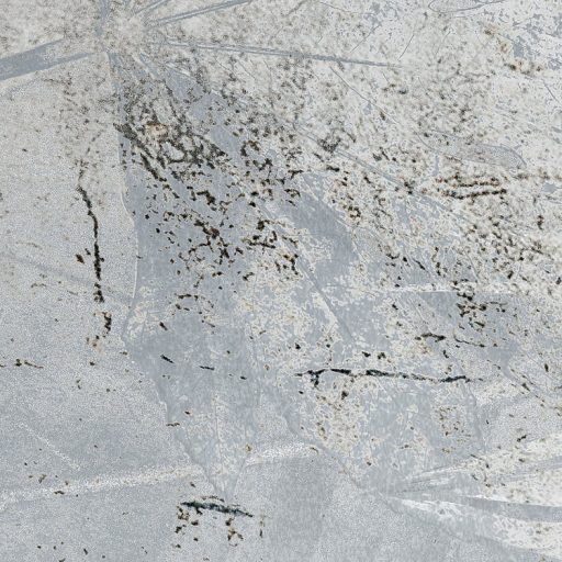 Fosszília! Virágok és levelek lenyomata - filigrán mozaiknak tűnnek szürkésfehér szürke bézs barna és fekete falpanel/digitális nyomat