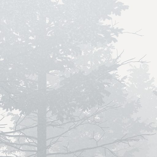 Ezüstszürke köd felszállóban az erdő fái között ködfehér fehér ezüst és szürke tónusok falpanel/digitális nyomat