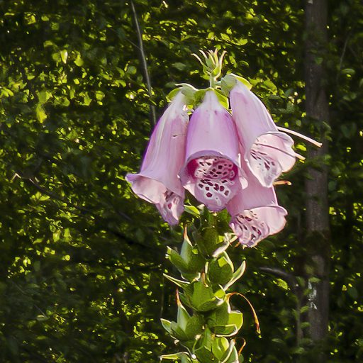A nap első meleg sugaraiban fürdőző erdei tisztás zöld lila szürke sárga és fehér tónusok falpanel/digitális nyomat