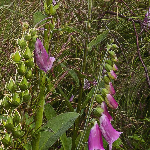A nap első meleg sugaraiban fürdőző erdei tisztás zöld lila szürke sárga és fehér tónusok falpanel/digitális nyomat